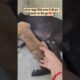 cute puppies & doggies #petshub #pet video #viral  #shirts#animallovers #puppyvideos #funnypuppy