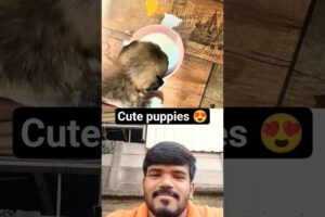 cute puppies 😍😍 #new #animals #viral #shorts #dog #shortvideo #viralvideo #puppy #shortvideos