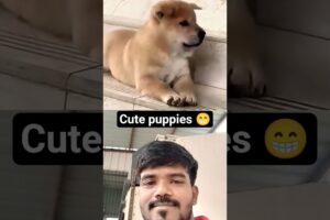 cute puppies 🤩😁 #new #anmals #trending #shortvideos #viral #shorts #dog #animals