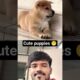 cute puppies 🤩😁 #new #anmals #trending #shortvideos #viral #shorts #dog #animals