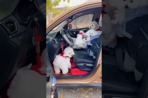 cute puppies #petshub #doglife #shorts #foryou #trending #viral