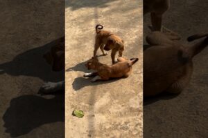 cute puppies playing #puppies #puppy #dog #dogs #dogshorts #cute #cutepuppy #shorts #ytshorts #gaon