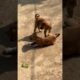 cute puppies playing #puppies #puppy #dog #dogs #dogshorts #cute #cutepuppy #shorts #ytshorts #gaon