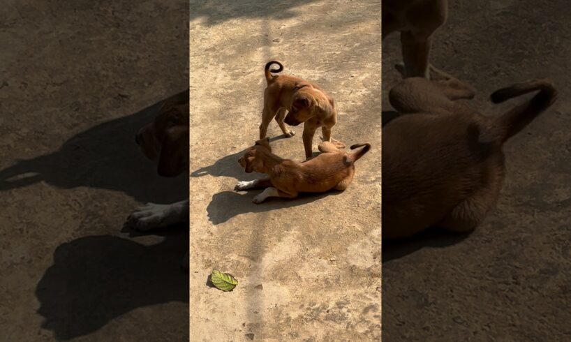 cute puppies playing #puppies #puppy #dog #dogs #dogshorts #cute #cutepuppy #shorts #ytshorts #gaon