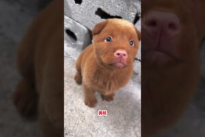 cute puppy barking #puppy #cute #pets #funny #dog #puppydog #viral #petsempire