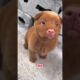 cute puppy barking #puppy #cute #pets #funny #dog #puppydog #viral #petsempire