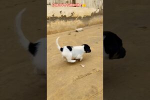 cute puppy khel rha h 🐕🤩#shorts #puppy #dog #youtubeshorts #pets #dogshorts #viral