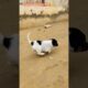 cute puppy khel rha h 🐕🤩#shorts #puppy #dog #youtubeshorts #pets #dogshorts #viral