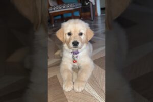 cutest puppy #shortsfeed #shorts #youtubeshorts