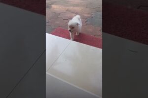 cutie puppy#pets#youtubeshorts#animals#funny#shorts#dog#animals#shortsviral#playing#shortvideo#puppy