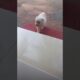 cutie puppy#pets#youtubeshorts#animals#funny#shorts#dog#animals#shortsviral#playing#shortvideo#puppy