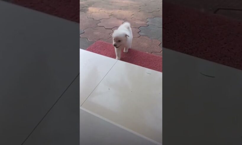 cutie puppy#pets#youtubeshorts#animals#funny#shorts#dog#animals#shortsviral#playing#shortvideo#puppy