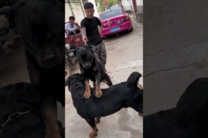 dog 🐕 breeding funny videos #breeding #horse #june2 #germanshepherd