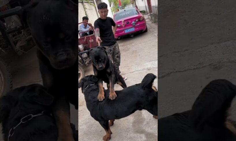 dog 🐕 breeding funny videos #breeding #horse #june2 #germanshepherd