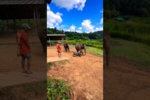 #eliphent#playing#play#animals #anime#animation#animal#africa #motivation#music#playgames #ytfunplay