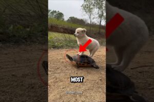 every country cute puppies ❤️🐶 #shorts