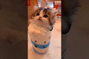 it's too cute!!To handle 🐾🐈😍😺#cat #cute #kitten #shorts #funny