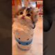 it's too cute!!To handle 🐾🐈😍😺#cat #cute #kitten #shorts #funny