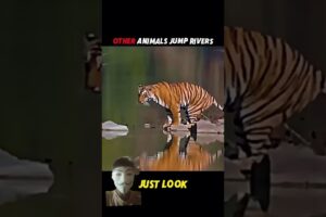 #lion vs #cheetah vs#puma #jump #animals #viral #shorts #video #foryou