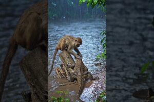monkey playing with big lizard 🦎🦎🦎#monkeyvideo #animals #funny #viral #monkey