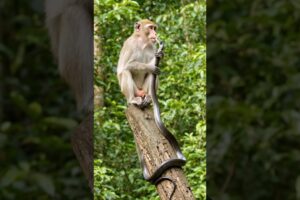 monkey playing with snake black #monkeyvideo #bandar #funny #viral #monkey