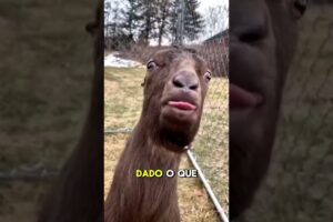 nomes engraçados 2026 😂😂😂😅😅 #animaisdazueira #petsfofinhos #cachorrosdivertidos #pets