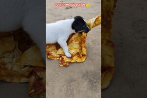 ✨ playing with dog puppy 😍#shorts #dog #trendingshorts #puppy #funnydog #viralvideo #dogs