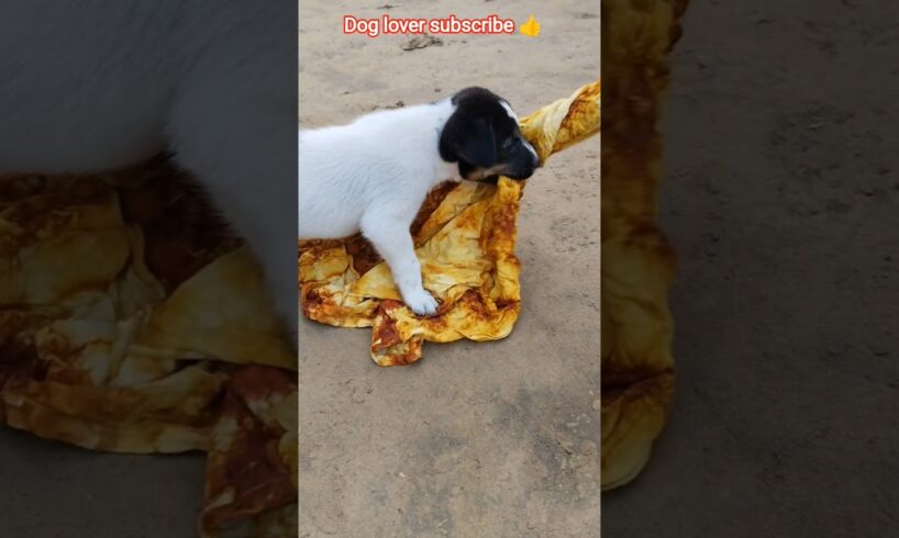 ✨ playing with dog puppy 😍#shorts #dog #trendingshorts #puppy #funnydog #viralvideo #dogs
