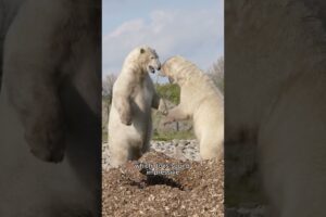 polar bear raft 3.0  #animals