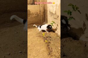 pyaare puppy ki masti 🐕🤙#youtubeshorts #puppy #shorts #dog #dogshorts #cutepuppy #viral