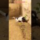 pyaare puppy ki masti 🐕🤙#youtubeshorts #puppy #shorts #dog #dogshorts #cutepuppy #viral