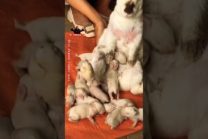rabbit baby playing🐰🐇 with mother #rabbit#animals #trending #shorts