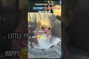 rankings the cutest puppies#puppy #ranking #transition