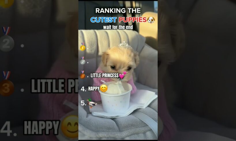 rankings the cutest puppies#puppy #ranking #transition