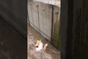 #rescue #cat #rescueefforts #viralvideo #trendingshorts #foryou