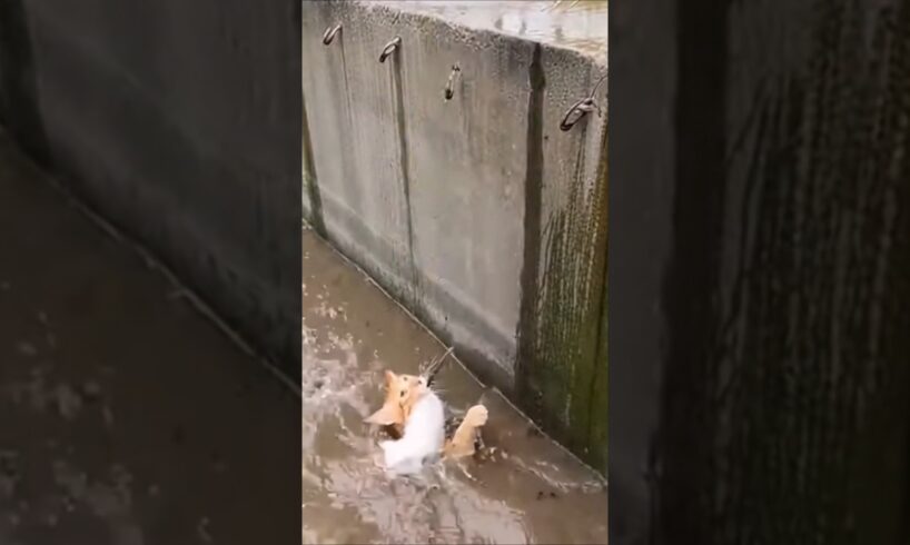 #rescue #cat #rescueefforts #viralvideo #trendingshorts #foryou