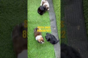 #shihtzu #shorts #cute #puppies #dogshorts #petlover