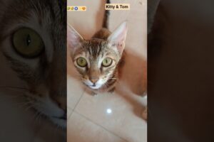 #shorts #funny #cat #cute #kitten #love #trending #viral #cutebaby #cutecat #youtubeshorts