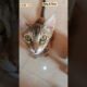 #shorts #funny #cat #cute #kitten #love #trending #viral #cutebaby #cutecat #youtubeshorts