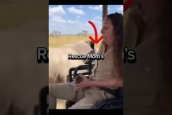 subscribe for more animal rescues 🐾 #wildliferescue #animals #hearttouching #lion #wildanimals