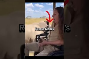 subscribe for more animal rescues 🐾 #wildliferescue #animals #hearttouching #lion #wildanimals