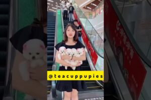 teacup dog breeds / teacup puppies 🐕 mini wood toy art / hand craft #shorts #dog #toys #cute #puppy