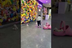 teacup dog breeds / teacup puppies 🐕 #shorts #dog #toys #cute #puppy