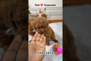 #toypoodle #puppiesofinstagram #shorts #pets #dogs #cute #puppies #trending #cutedogs #puppy #pethub