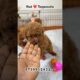#toypoodle #puppiesofinstagram #shorts #pets #dogs #cute #puppies #trending #cutedogs #puppy #pethub