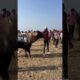 कल्लू vs बक्तावर 🐃🔥 | तारा सेमनिया vs सितपुरा | पाड़ों का खतरनाक दंगल ||#bull #fighting #minivlog