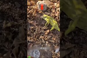 गिरगिट ने बदली आदमी की जिंदगी | Man rescues chameleon | #animals #rescue #chameleon | #shorts
