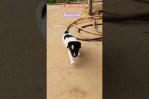 जय भोले की बोल के 😍🙏#shorts #dog #youtubeshorts #puppy #cutedog #dogshorts #animals