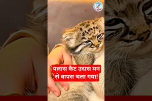 पलास कैट उदास मन से वापस चला गया! #animals #animalrescue #wildliferescue #wildlife #facts #shorts
