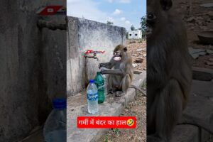 बंदर ओर गर्मी🤣 #funny #thetharpuns  #comedy #hinarahulvlog #shorts #trending #viral
